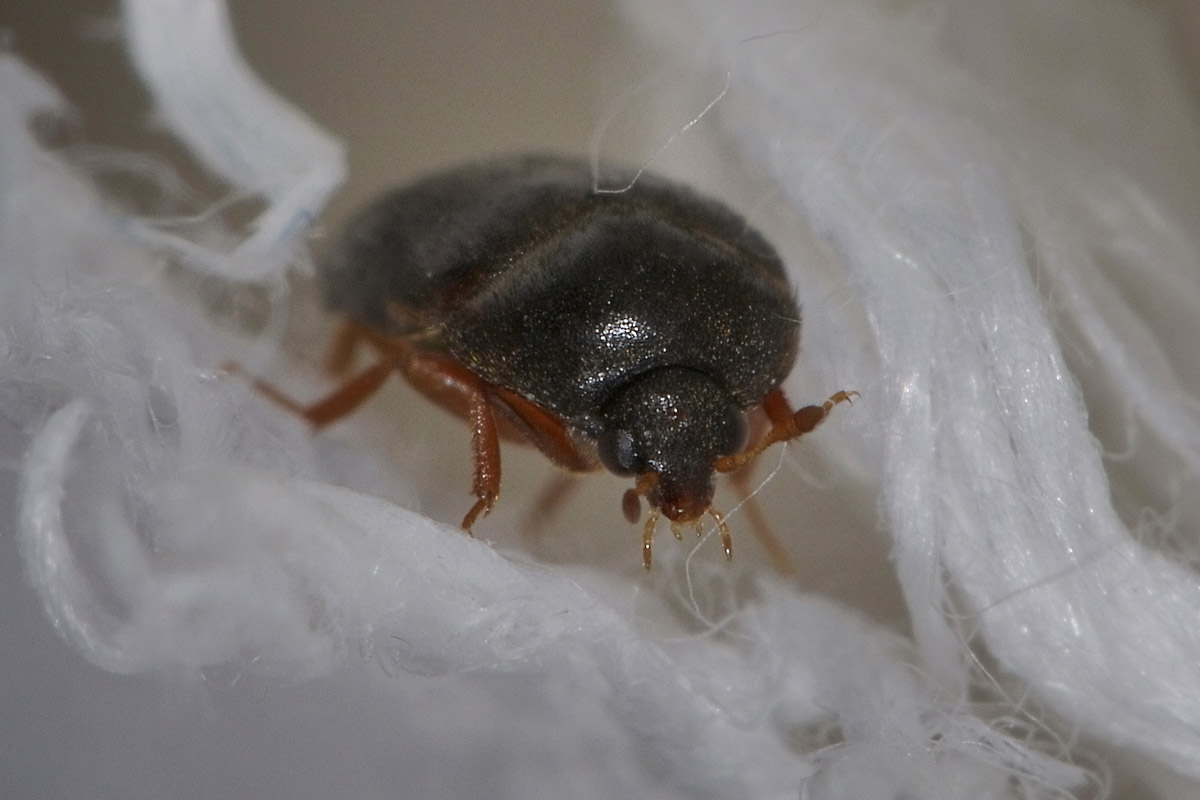 Dermestidae tra i panni: Attagenus unicolor, femmina